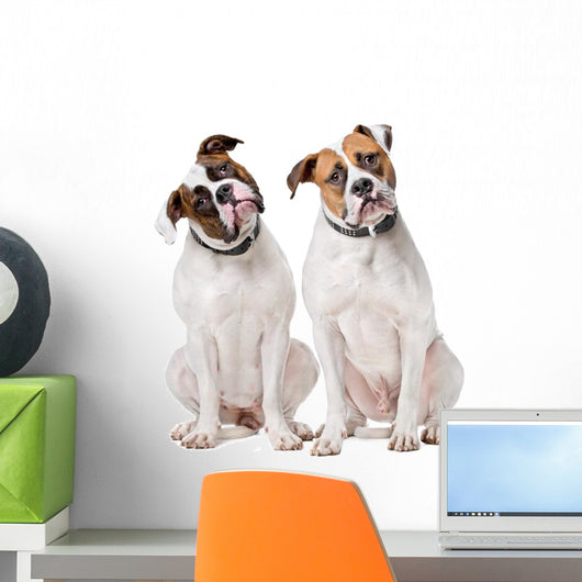 Two American Bulldogs Wall Decal