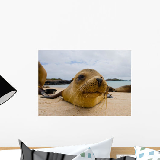 Portrait Sea Lion Lying Wall Decal