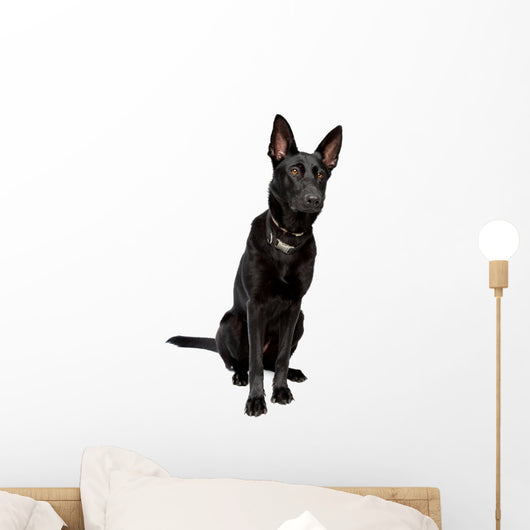 Black Short Haired Shepherd Wall Decal