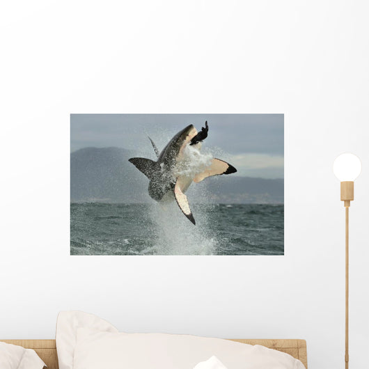 Great White Shark Breaching Wall Decal