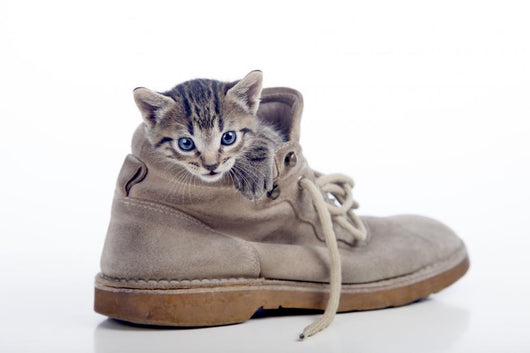 Kitten Hiding Shoe Wall Decal