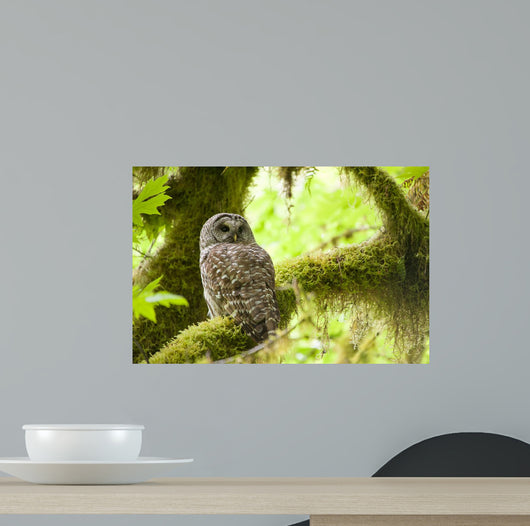 Barred Owl Olympic National Wall Decal