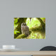 Barred Owl Olympic National Wall Decal