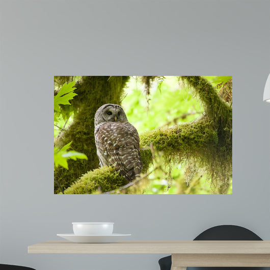 Barred Owl Olympic National Wall Decal
