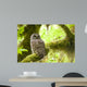 Barred Owl Olympic National Wall Decal