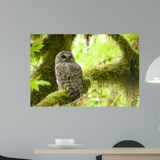Barred Owl Olympic National Wall Decal