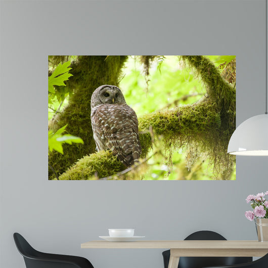 Barred Owl Olympic National Wall Decal