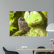 Barred Owl Olympic National Wall Decal