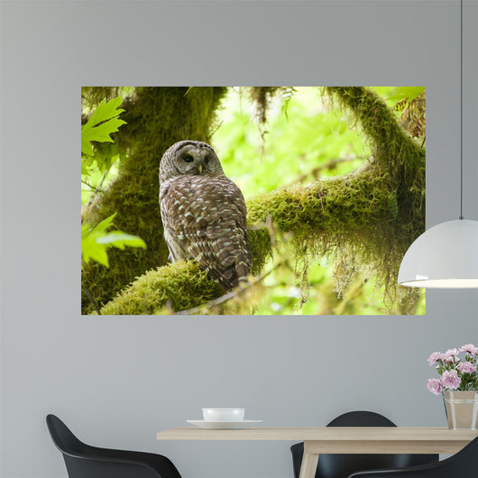 Barred Owl Olympic National Wall Decal