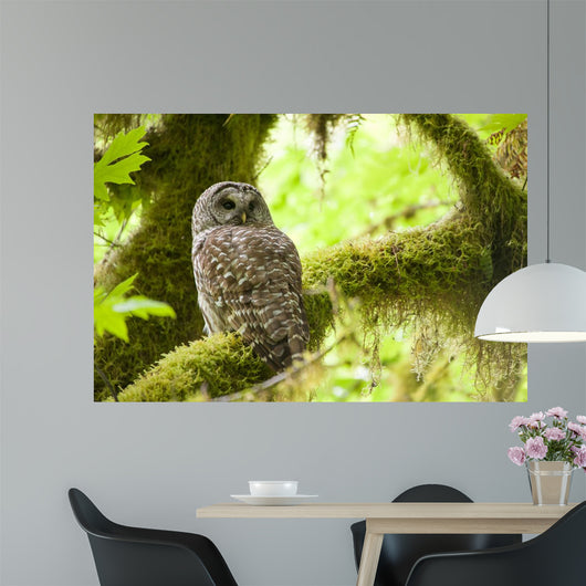 Barred Owl Olympic National Wall Decal