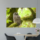 Barred Owl Olympic National Wall Decal
