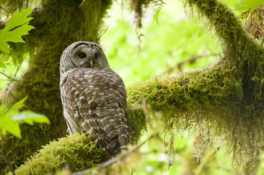Barred Owl Olympic National Wall Decal