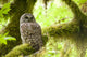 Barred Owl Olympic National Wall Decal