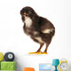 Black Little Chicken Wall Decal