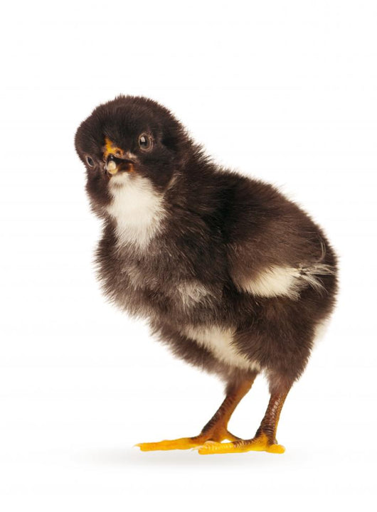 Black Little Chicken Wall Decal