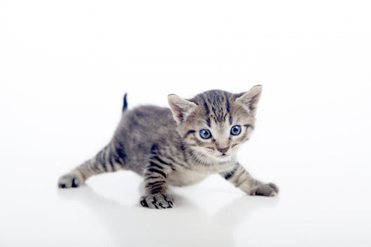 Gatito Con Las Patas Wall Decal