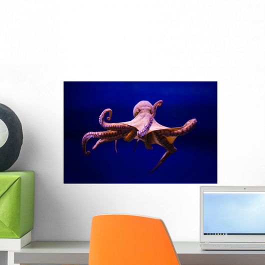 Polpo Comune Octopus Vulgaris Wall Decal
