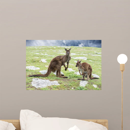 Kangaroos Mother Father and Wall Decal