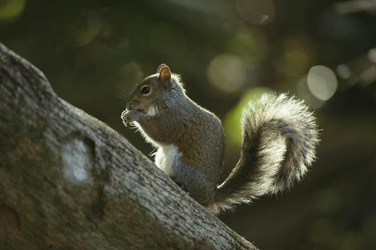 Gray Squirrel Eating Nut Wall Mural