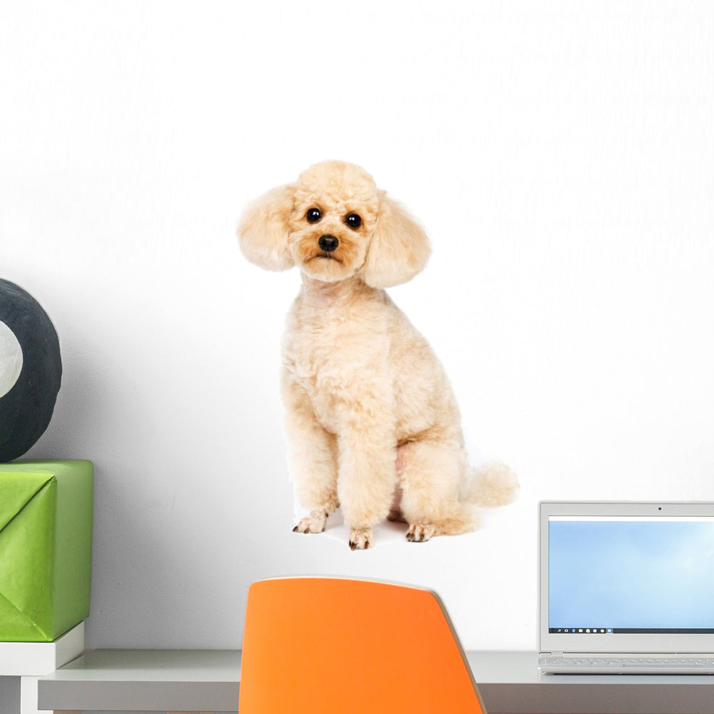 Apricot Small Poodle Sitting Wall Decal - WallMonkeys.com