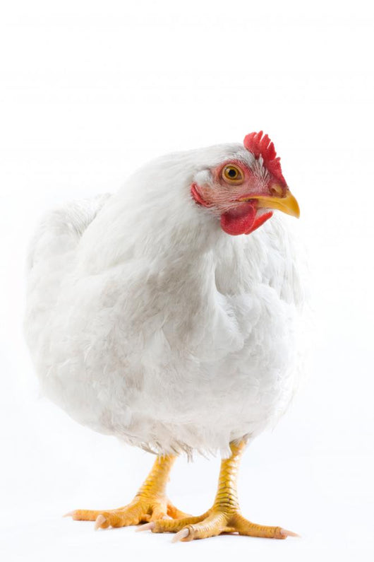 Image White Hen Standing Wall Decal