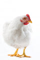 Image White Hen Standing Wall Decal