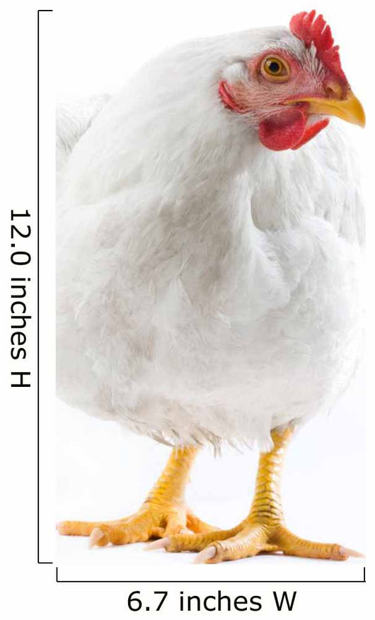 Image White Hen Standing Wall Decal