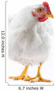 Image White Hen Standing Wall Decal