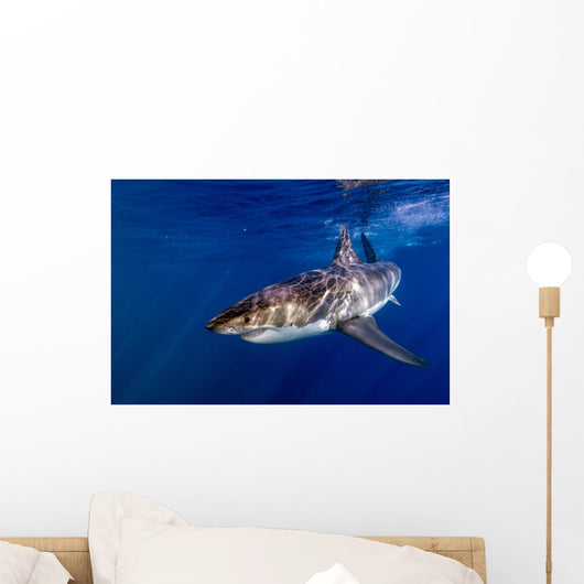 Great White Shark Ready Wall Decal