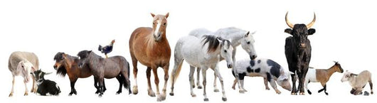 Farm Animals Line-up Wall Decal Sticker Set