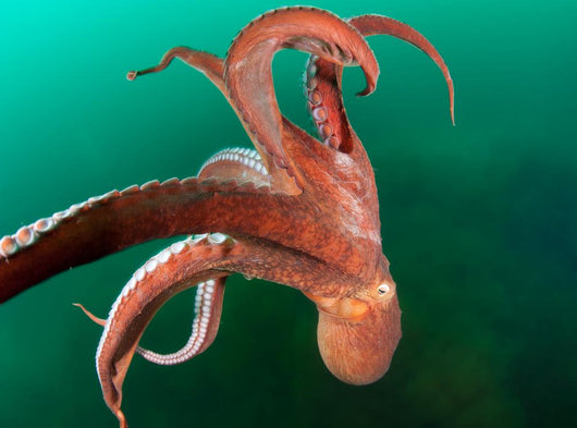 Giant Octopus Motion Japan Sea Wall Decal