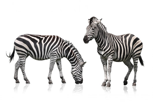 Two Zebra Wall Stickers Wall Decal
