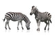 Two Zebra Wall Stickers Wall Decal