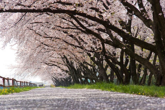 Cherry Blossom Wall Decal Design 2