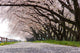 Cherry Blossom Wall Decal Design 2