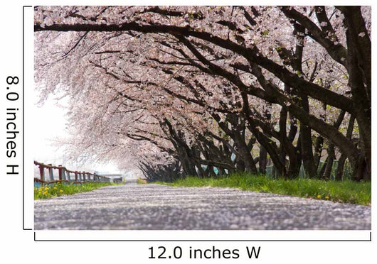 Cherry Blossom Wall Decal Design 2