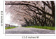 Cherry Blossom Wall Decal Design 2