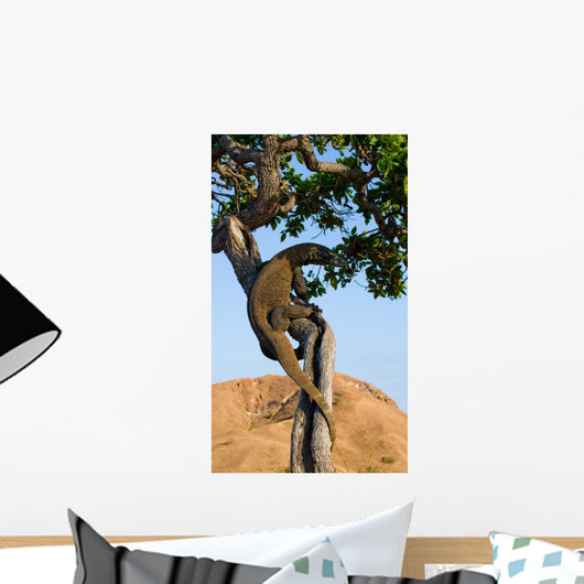 Komodo dragon climbed a tree. Very rare picture. Indonesia. Komodo National Park. An excellent illustration. Wall Mural