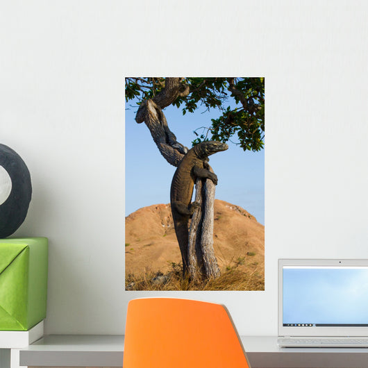 Komodo dragon climbed a tree. Very rare picture. Indonesia. Komodo National Park. An excellent illustration. Wall Mural