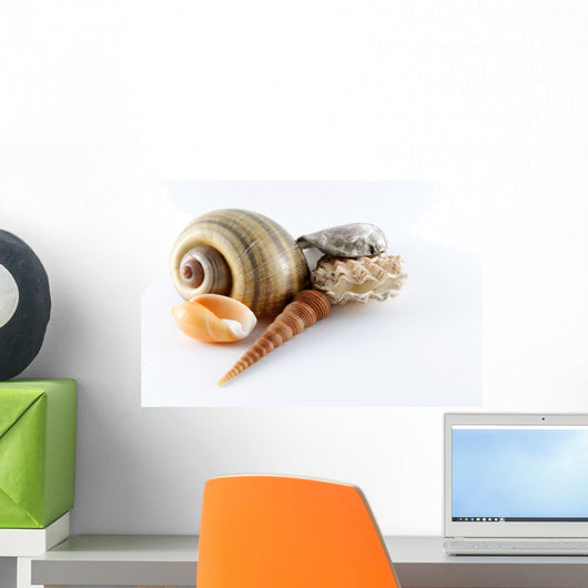 Assorted Seashells Wall Decal
