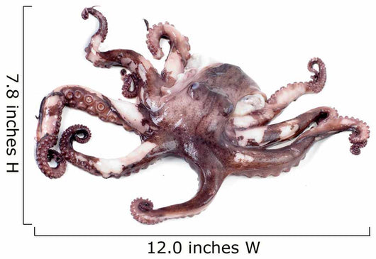 Octopus Shot over White Wall Decal