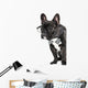French Bulldog Glasses and Wall Decal