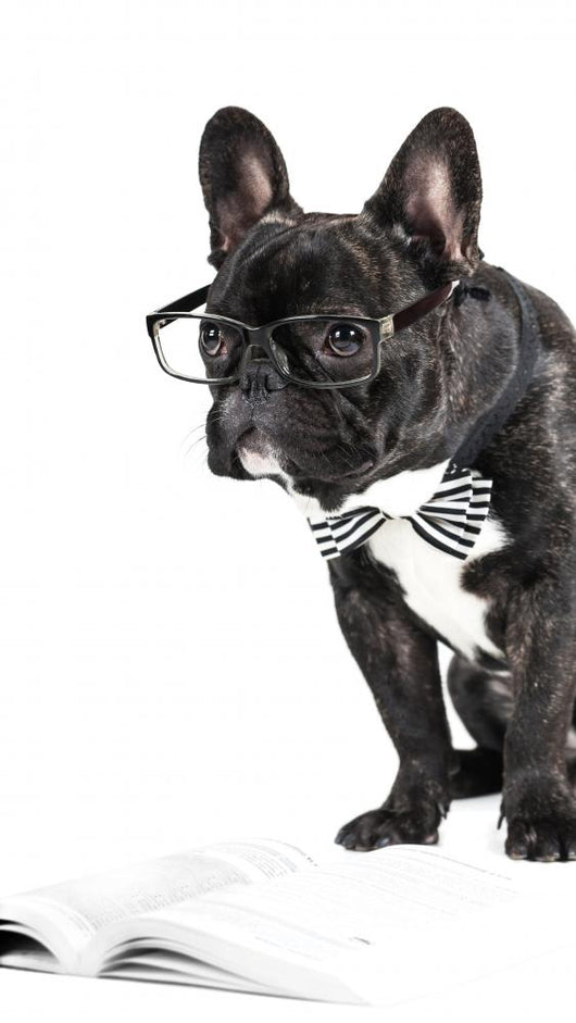 French Bulldog Glasses and Wall Decal
