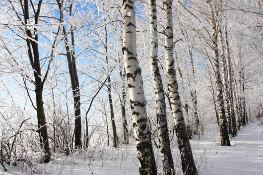 Birch Winter Alley Wall Decal