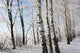 Birch Winter Alley Wall Decal