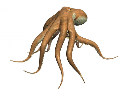 Octopus Wall Decal Design 3