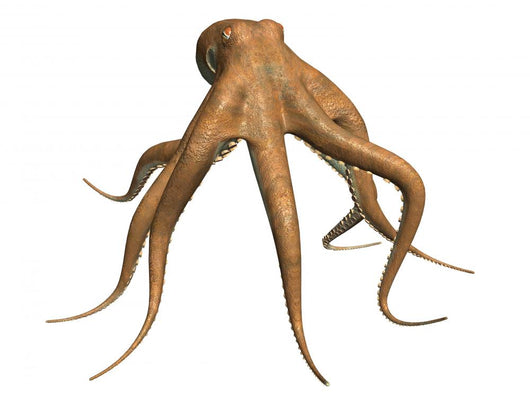 Octopus Wall Decal Design 1