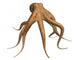 Octopus Wall Decal Design 1