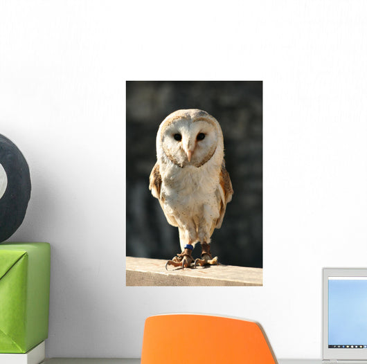 Owl Wall Decal Design 2