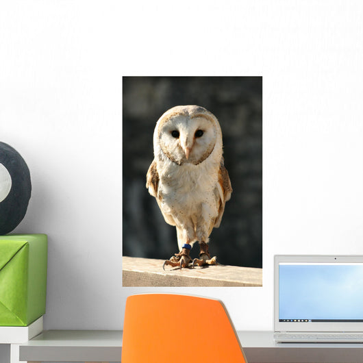 Owl Wall Decal Design 2
